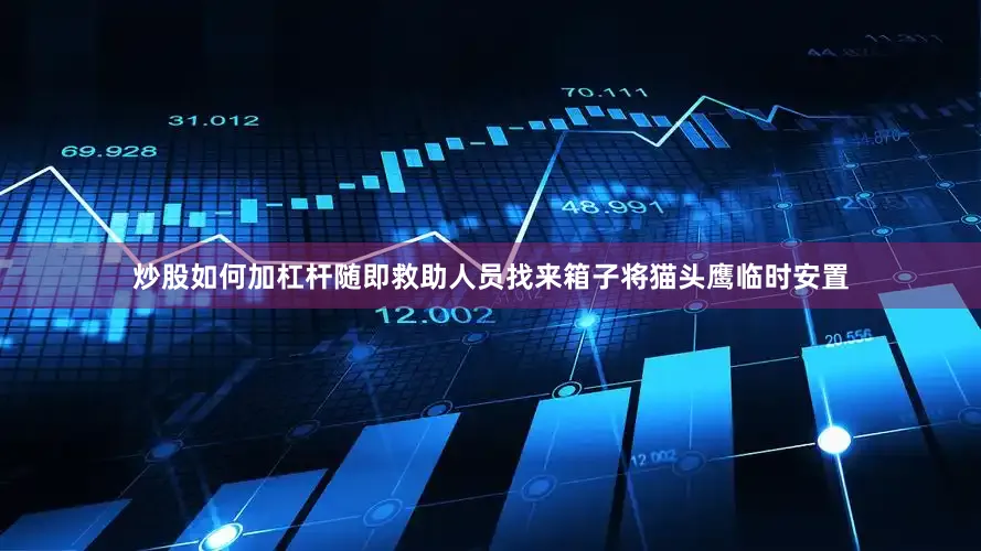 炒股如何加杠杆随即救助人员找来箱子将猫头鹰临时安置